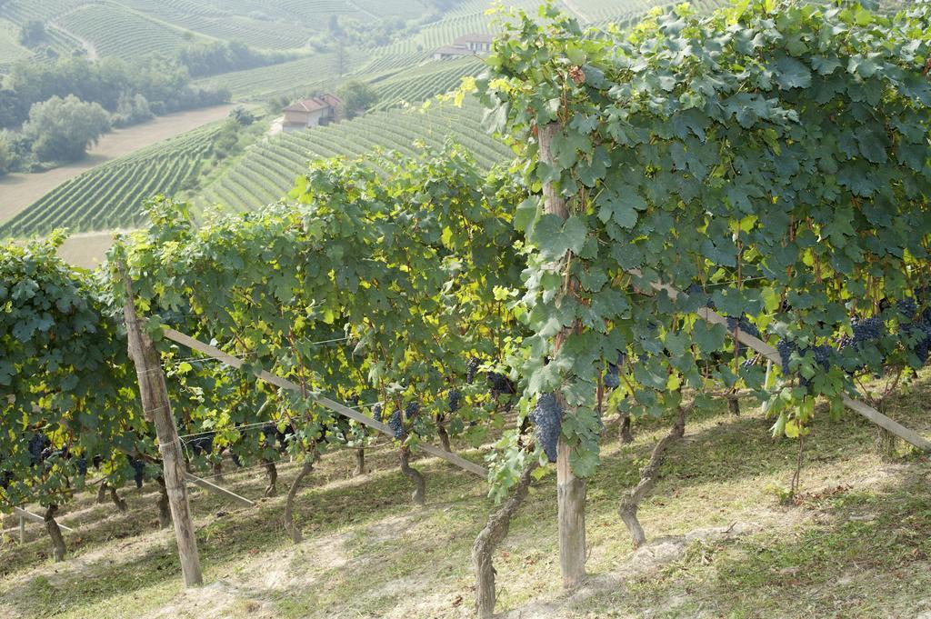 Agriturismo Rivella Barbaresco Exterior foto